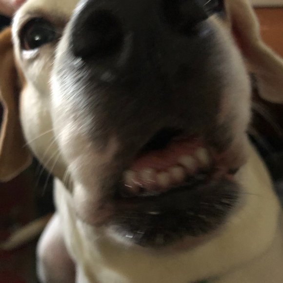 Meet your Posher, Simone - Picture 1 of 1